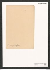 Diatomeae indet. Zeichnungen Sammlung Grunow (NHMW-BOT-W0371396)